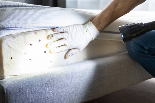 Reliable Jennings, MO Pest Control Solutions